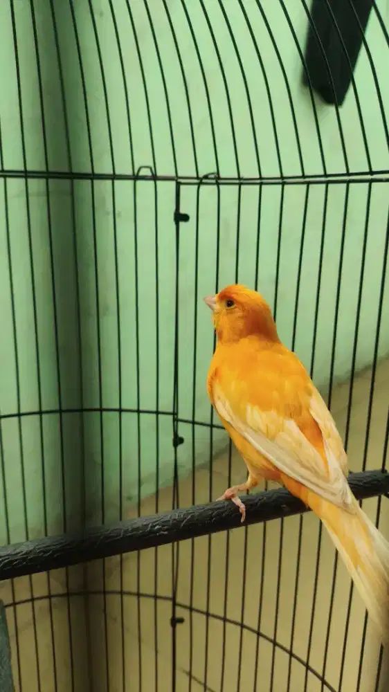 Dijual kenari merlok remajaan gacor 1000% jantan