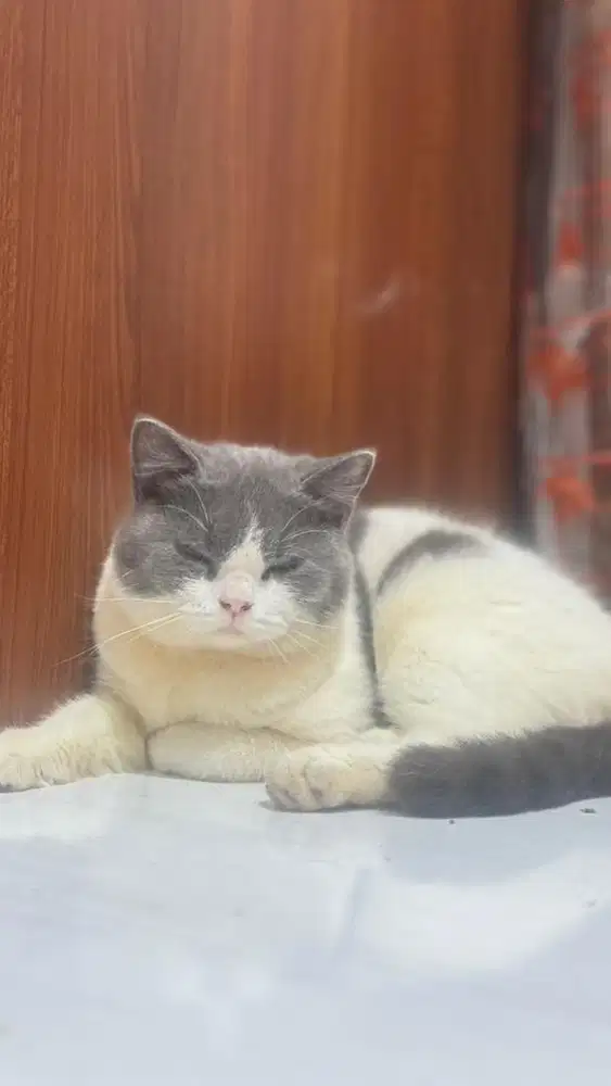 KUCING BSH BRITISH SHORT HAIR JANTAN LINE WCF