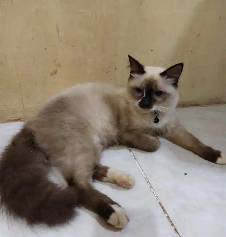 Open Adop Anakan Kucing berhamar Siamese X kucing Himalaya