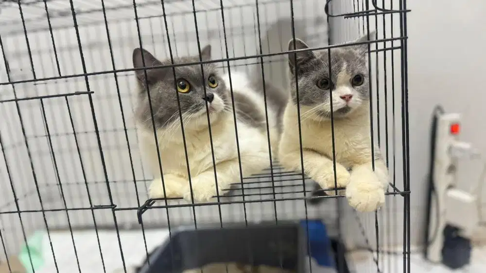 Kucing British Short Hair Betina WCF