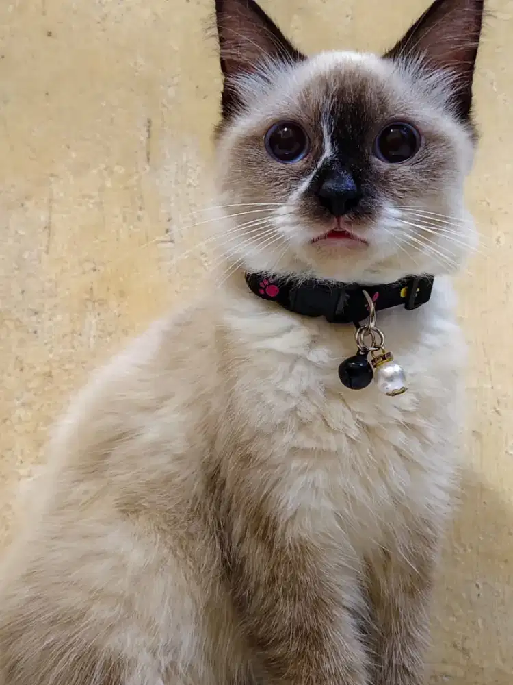 Adop Kucing Bermahar Siamese X Himalaya