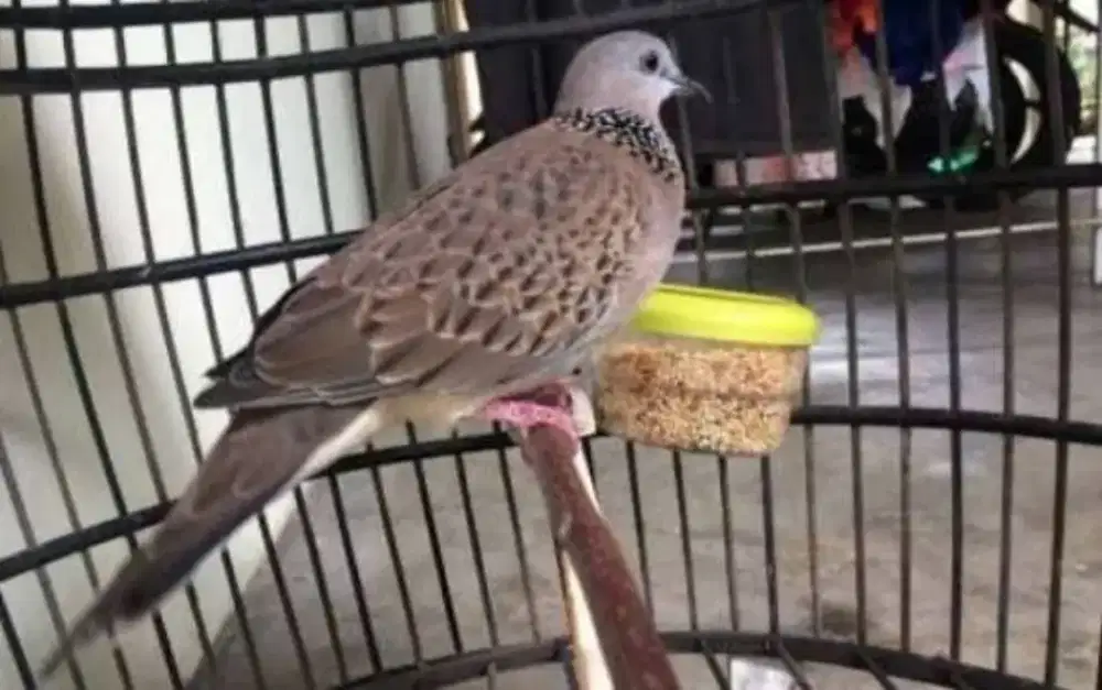 Burung tekukur jantan