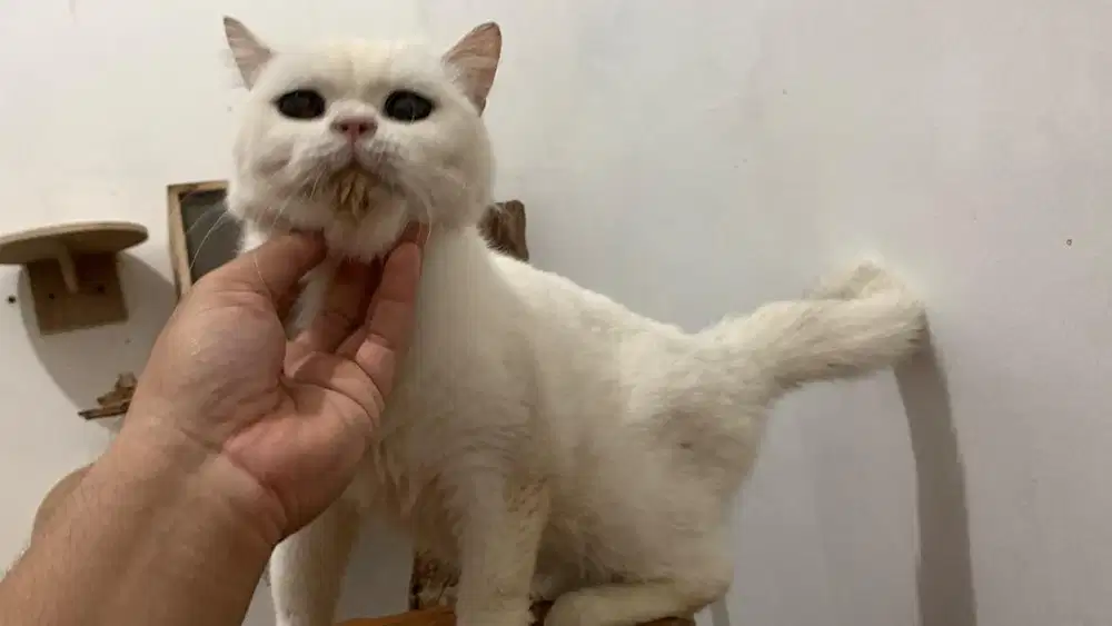 Kucing British Shorthair Jantan