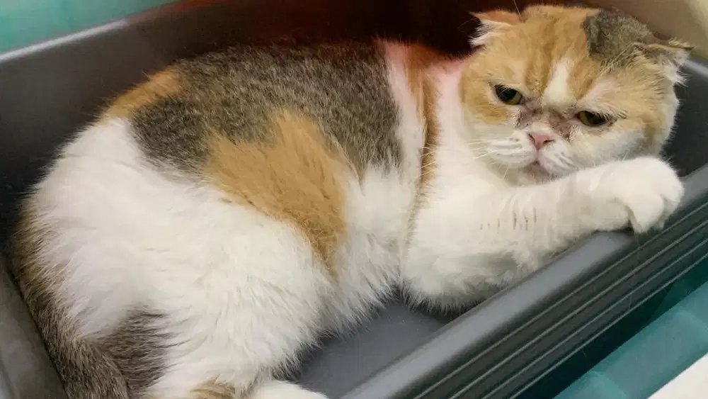 Kucing Scottish Betina