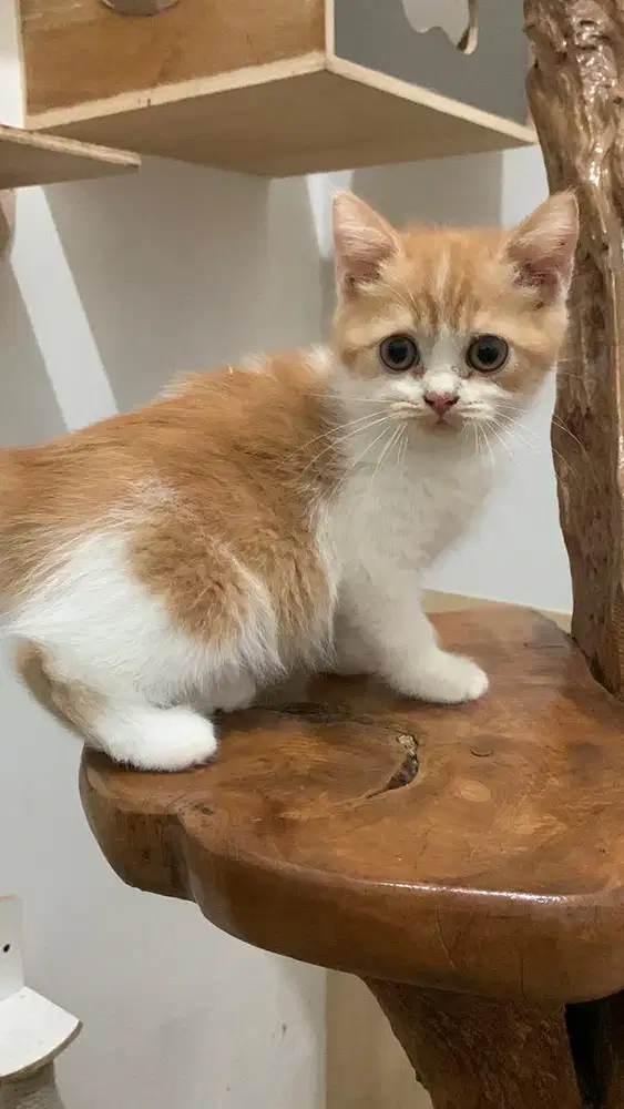 kucing scottish straigh jantan