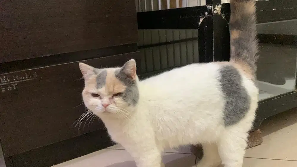 Kucing British Shorthair Betina