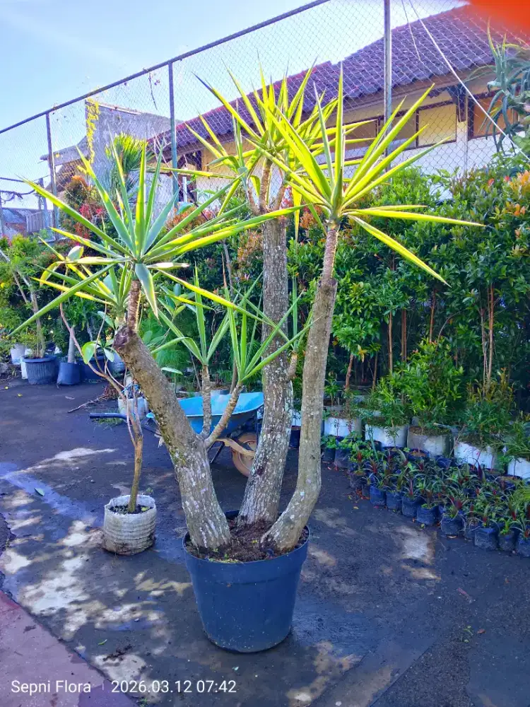 Tanaman yucca bercabang besar