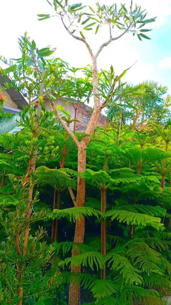 Tanaman Cemara Norflok