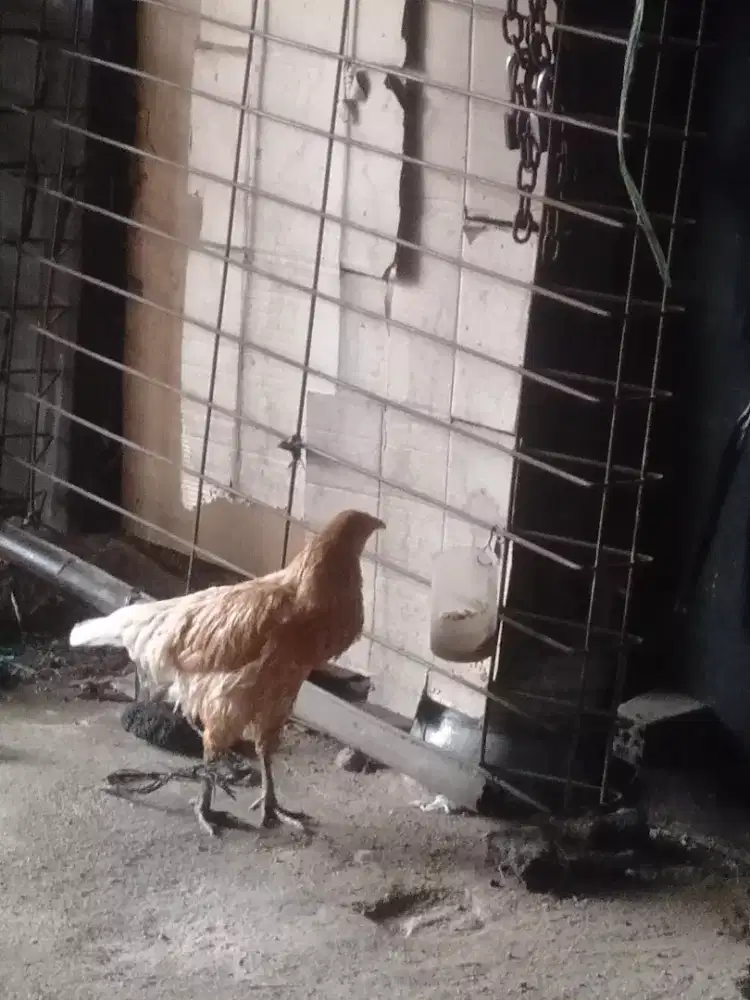 Jual sepasang ayam kampung super