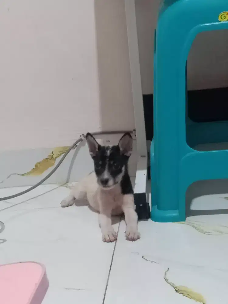 Anak anjing 125Rb/ekor