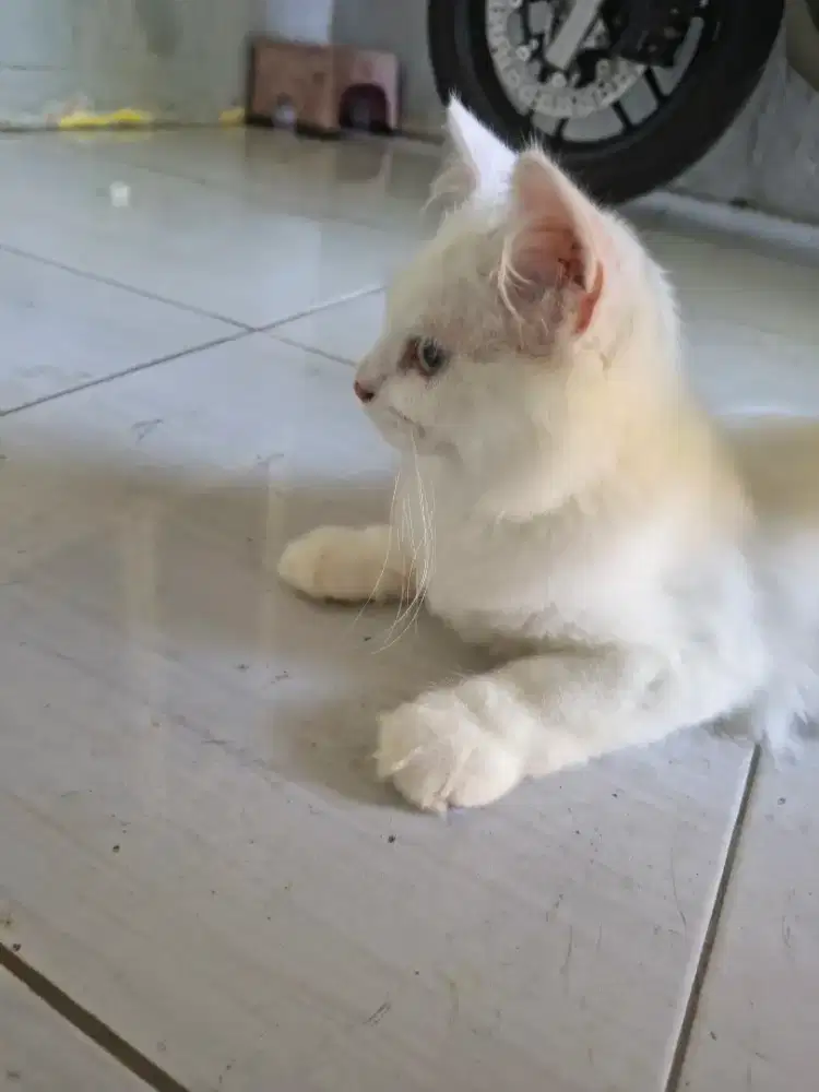 Open Adopt persia mix dom jantan usia 4 bulan