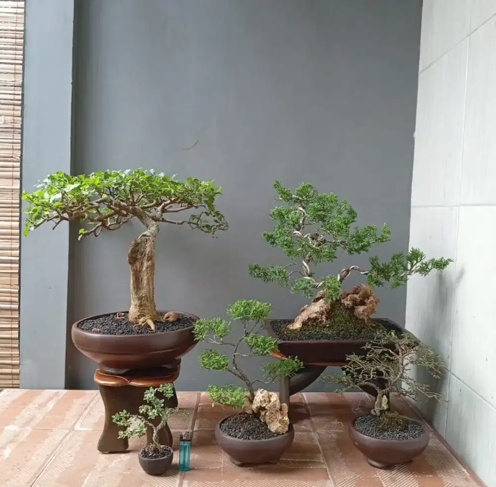 Bonsai hias imut ada 5 pohon