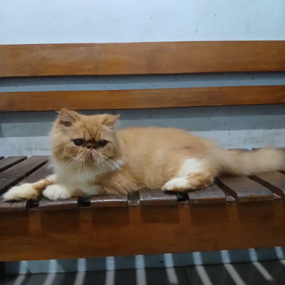 Kucing persia peaknose betina 1.5 thn