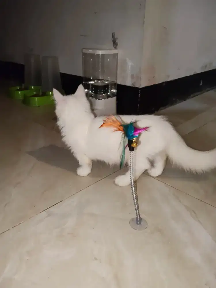 Kucing Munchkin betina