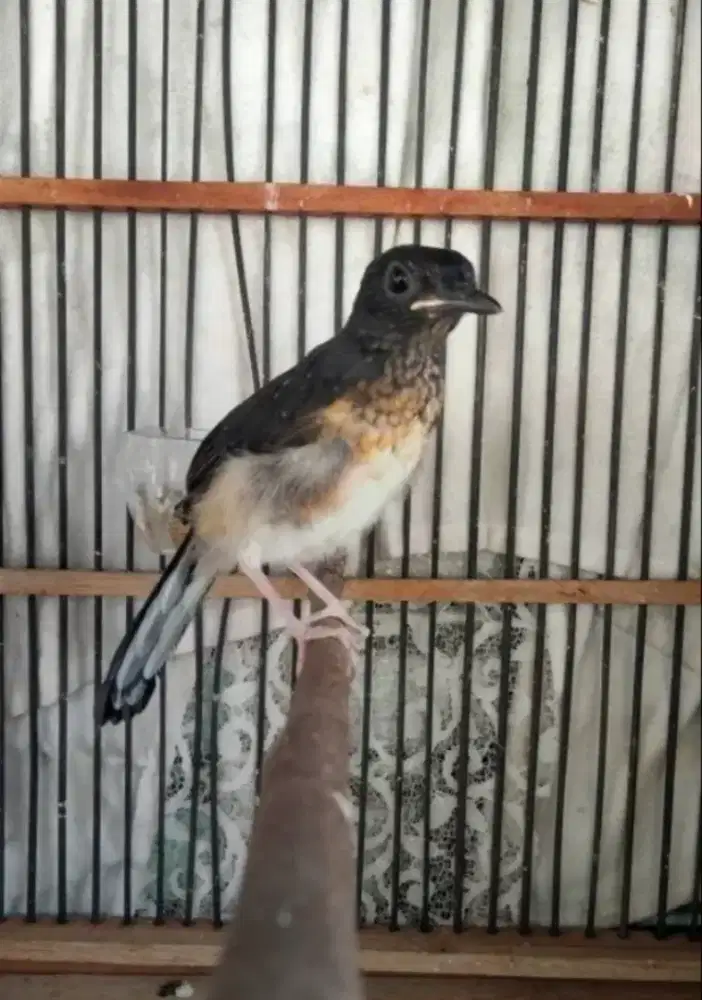 Murai Batu Medan Jantan Blorok Trah Panda Rajin Bunyi Prospekan