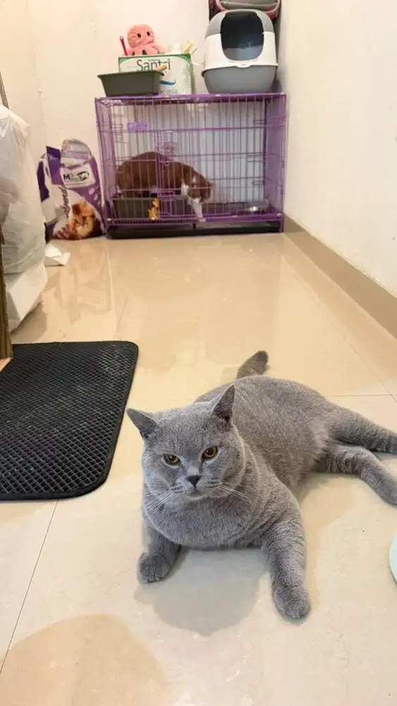 BSH blue solid jantan nonped