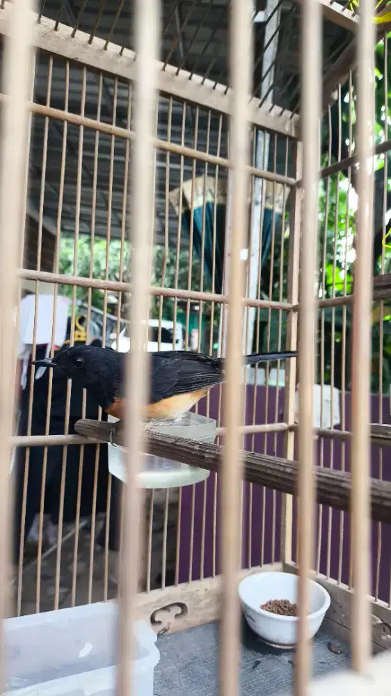 MURAI BATU BETINA SIAP KAWIN