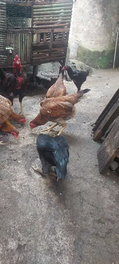 Ayam bangkok babon