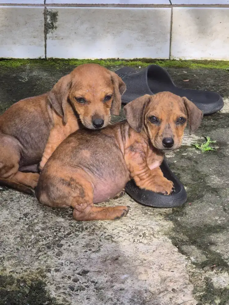 tekkel sepasang murah saja asal mau nego