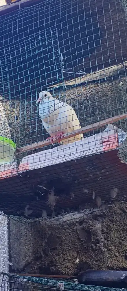 Putih kapas bersih kuk 1 sandung 2 gacor