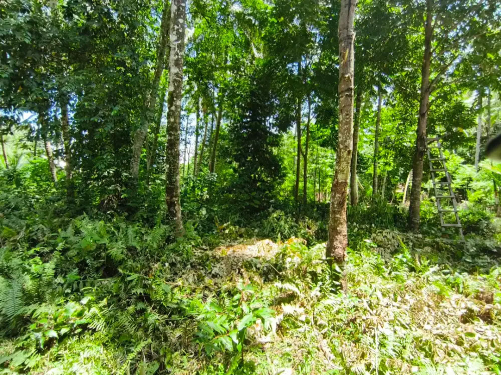 Dijual Tanah Pantai Walur Krui Depan jimbaran Resto krui