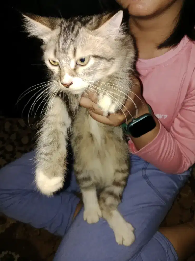 Kucing persia betina