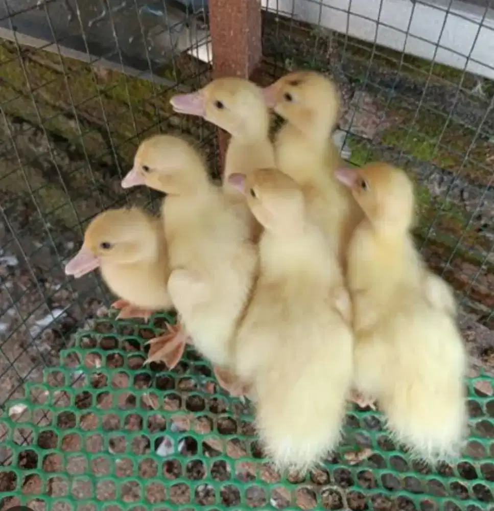 ANAK BEBEK ENTOK TRONTON JUMBO