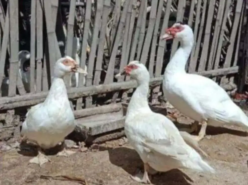 ANAK BEBEK ENTOK TRONTON JUMBO