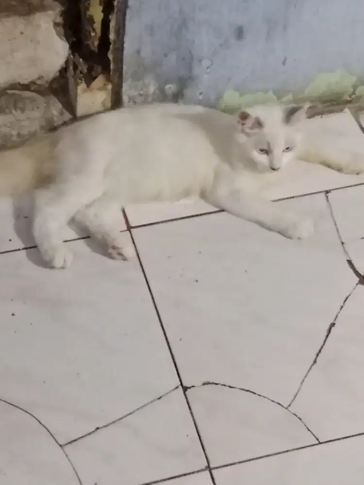 Kucing Persia Himalaya