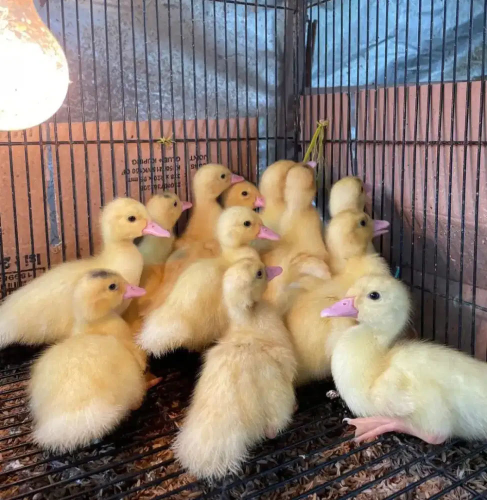 ANAK BEBEK ENTOK TRONTON JUMBO