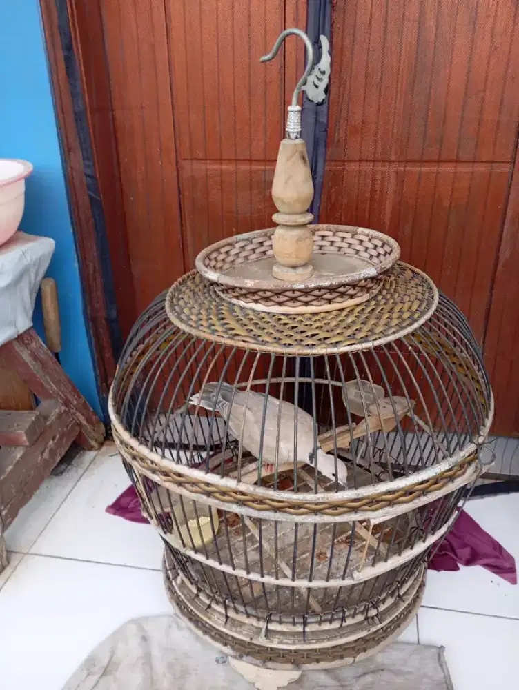 JuaL burung puter dgn sangkar nya pulset