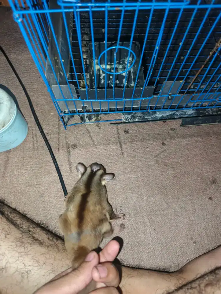 Sugar glider jantan fullset kandang