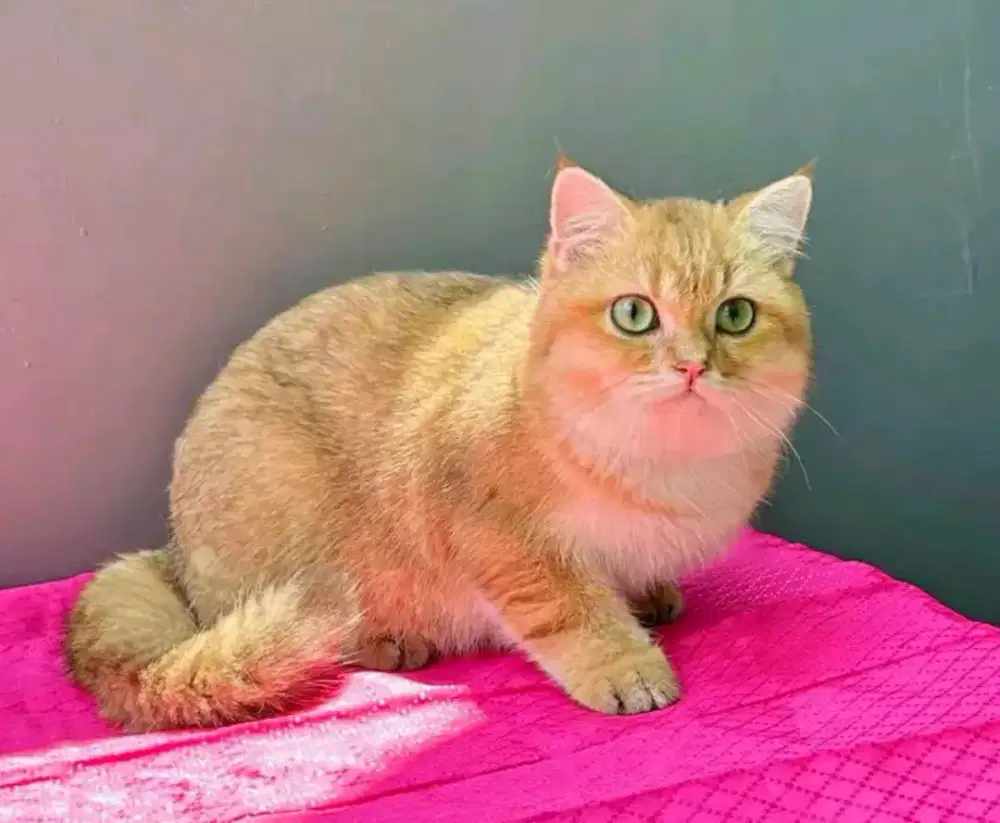 British shorthair golden ny12