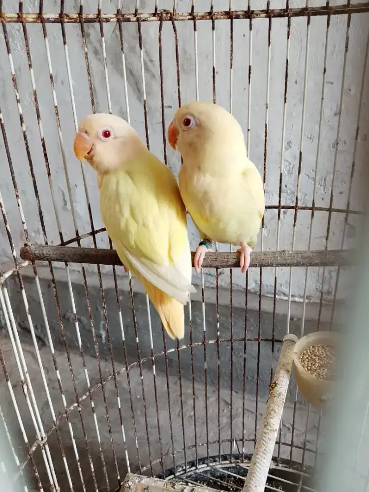 Aqua b2 ino mm/biola x biola aqua b2 ino mm