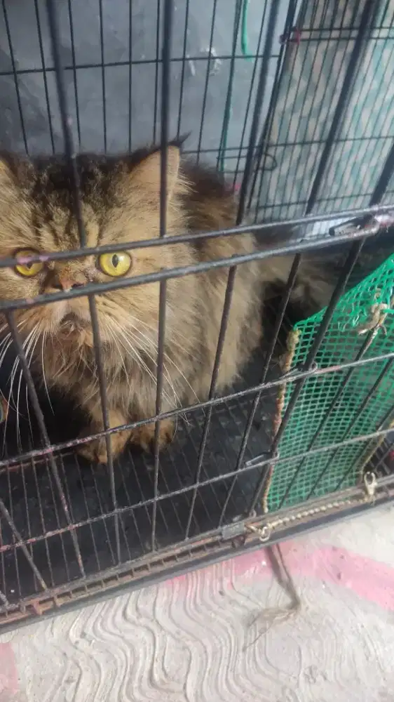 kucing peaknose bigbone