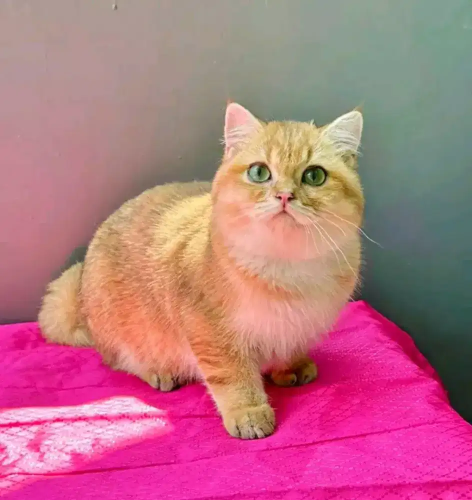 British shorthair golden ny12 jantan 4 bulan all parent import