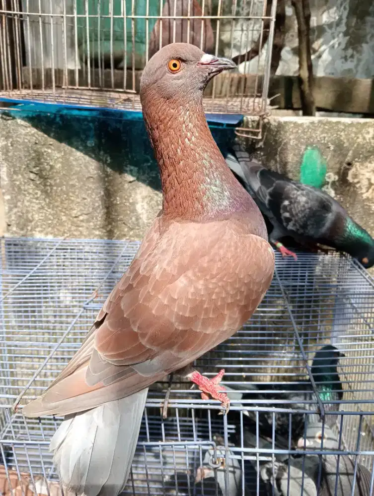 merpati kelabu trah ada