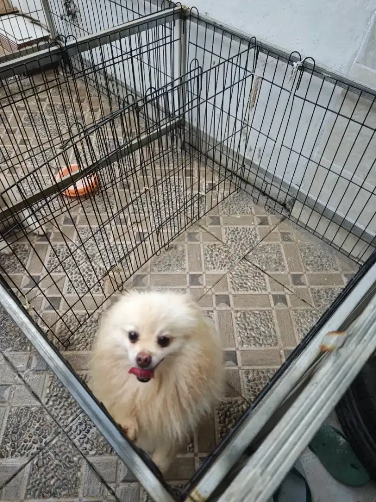 Open Adopt Minipom Jantan Dewasa