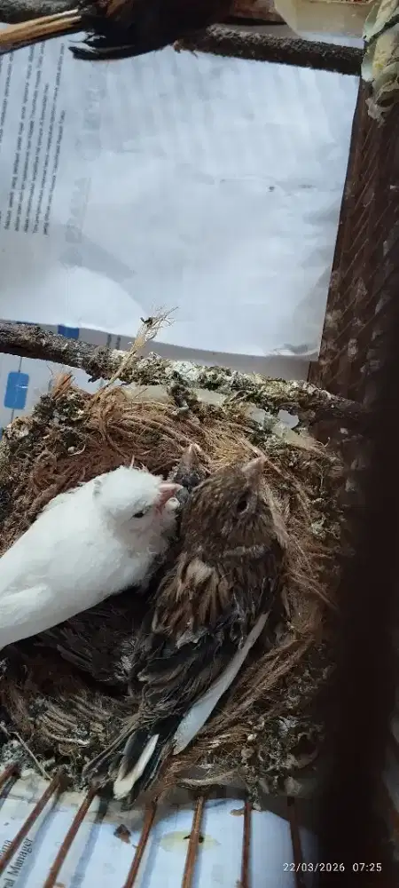 Kenari gendong anak 4