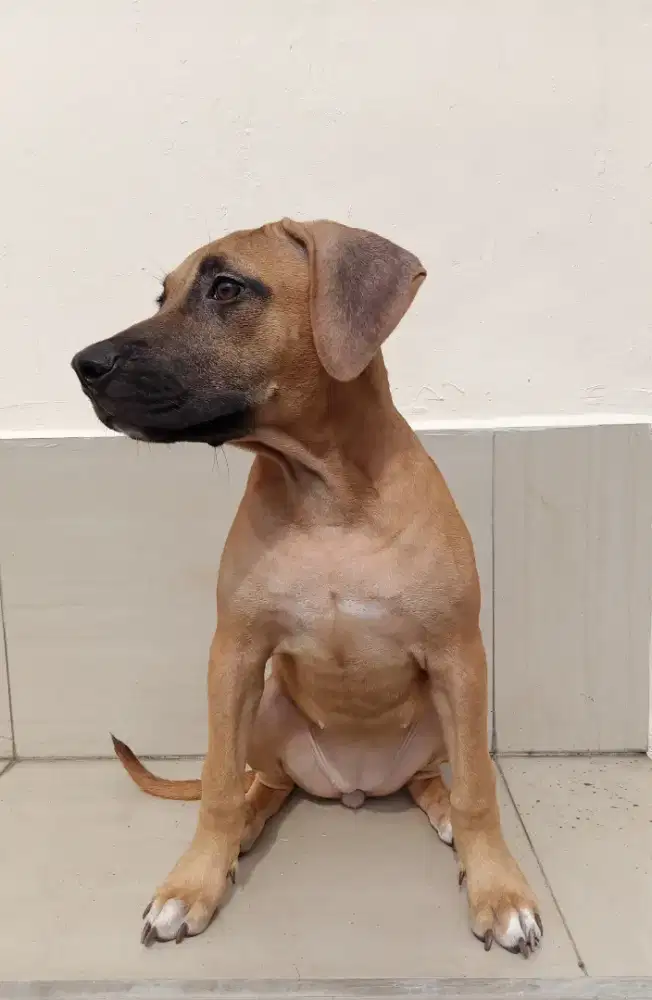 Anak Anjing Pitbull Betina