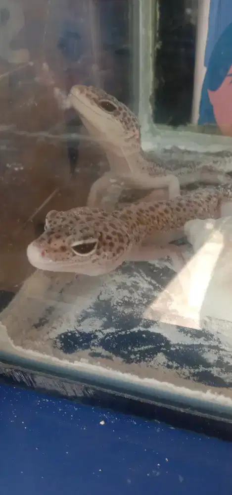 Sepasang Gecko jinak 9 bulan