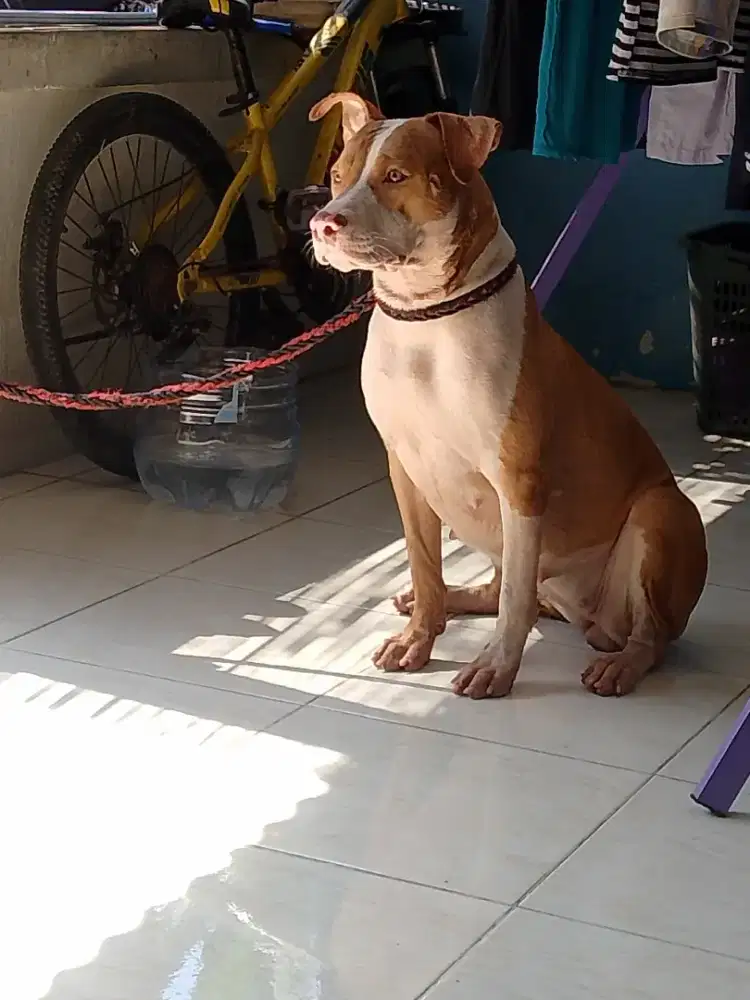 Anjing Pitbull .2.000.000