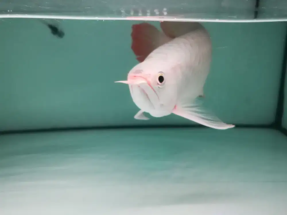 Super red 35cm up sumo