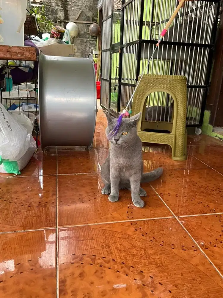 Kitten British Short Hair (BSH) non sertif jantan