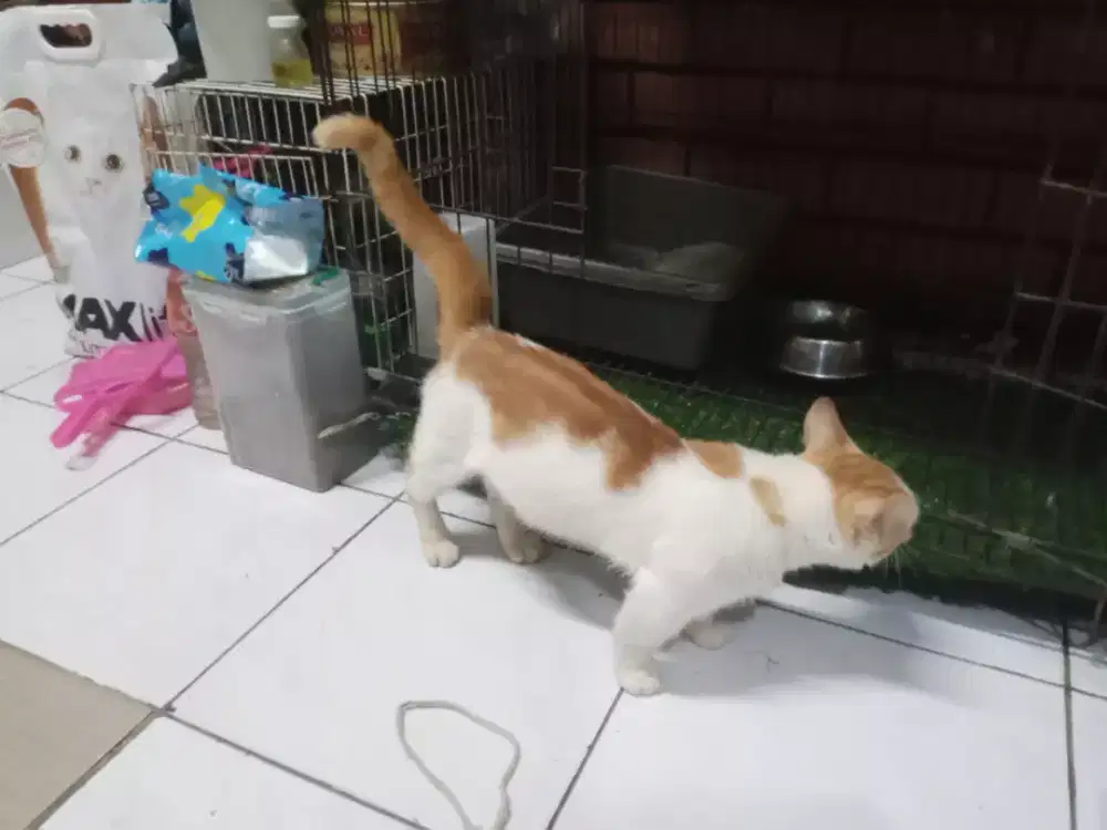 Open jasa pacak kucing Munchkin