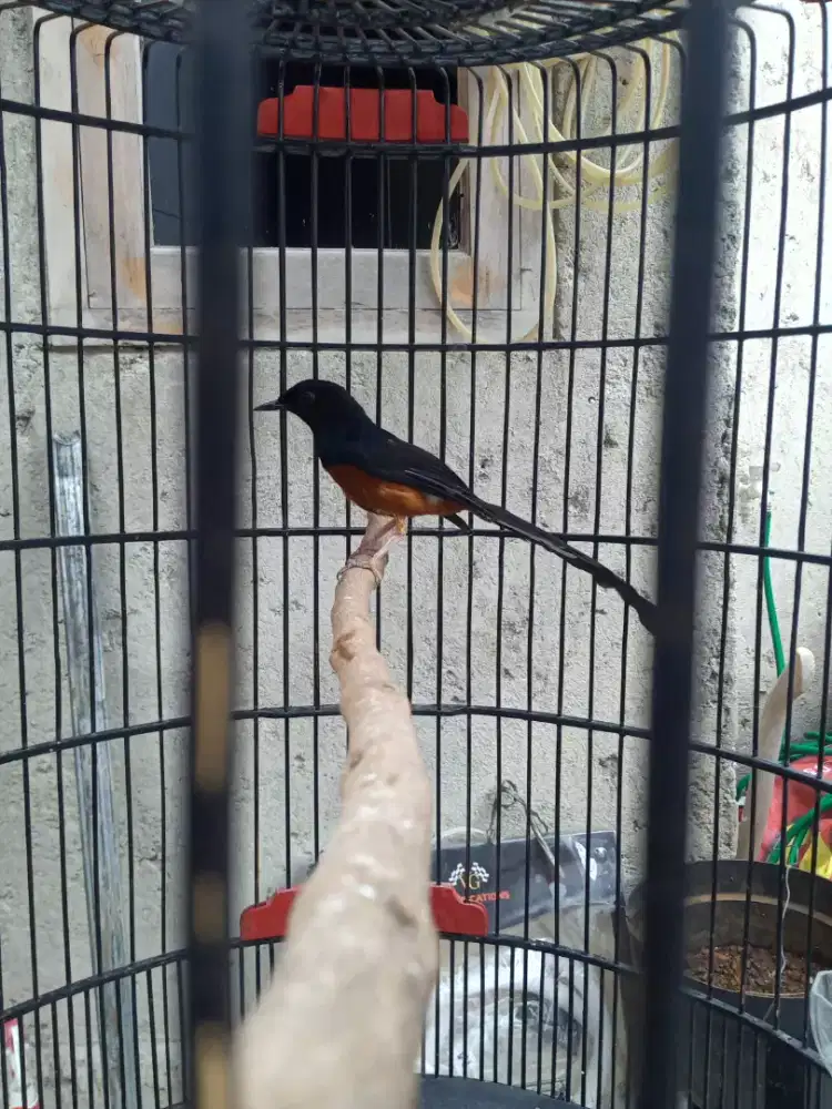 burung murai Medan rajin