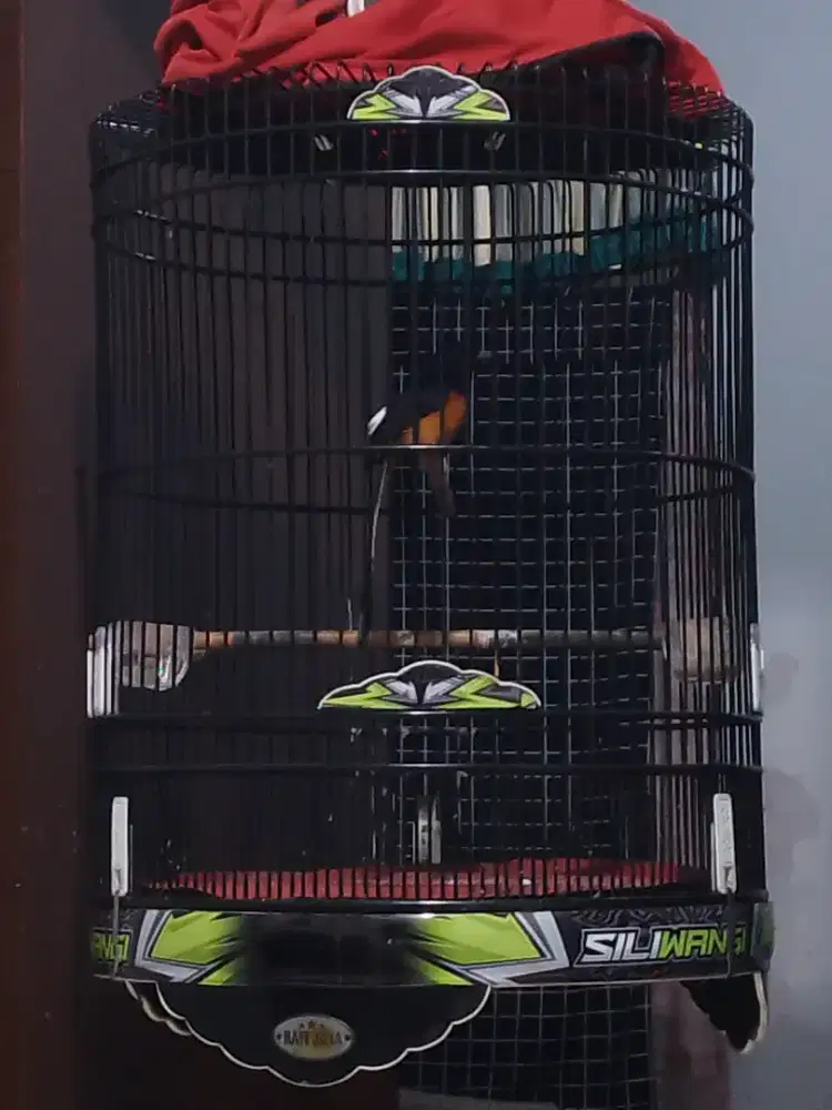 Murai hutan 4xmabung