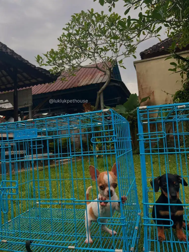 Chihuahua & Tekel puppy