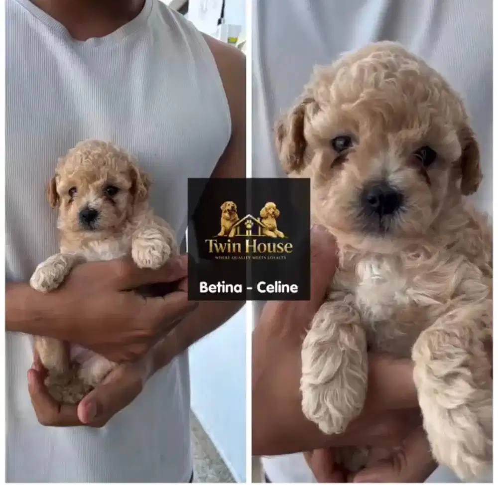 Poodle betina non stambum