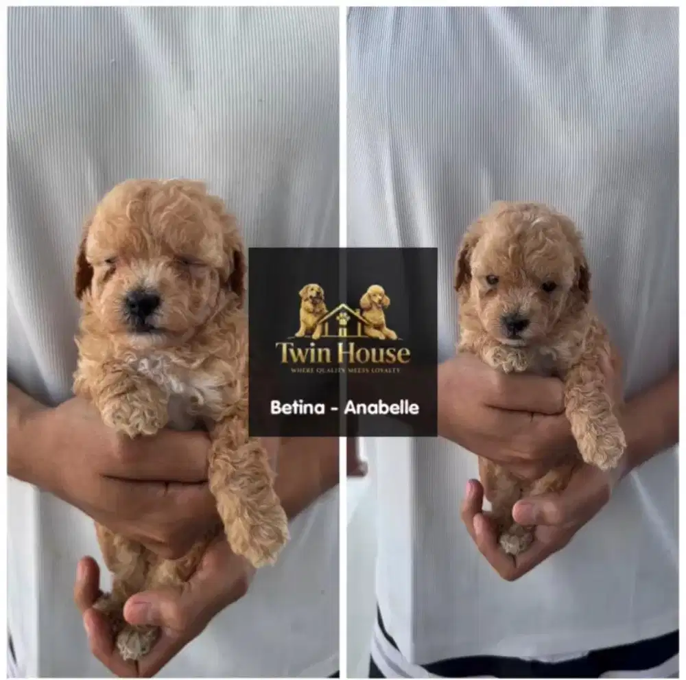 Poodle betina non stambum